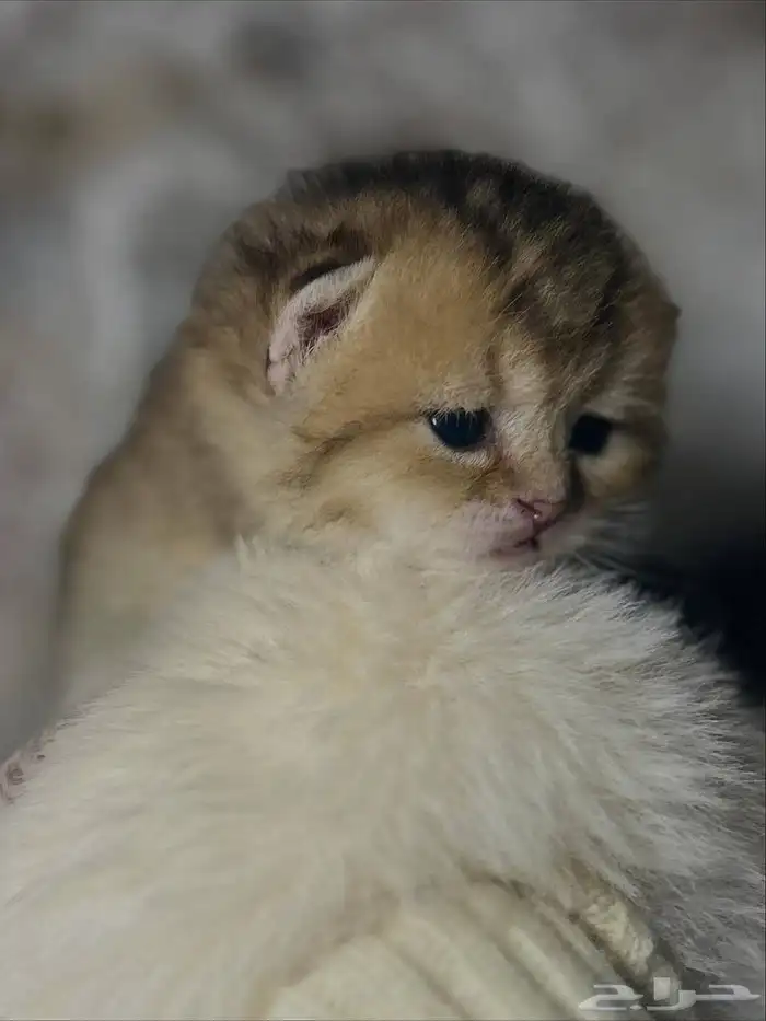 كيتن سكوتش فولد للبيع 1