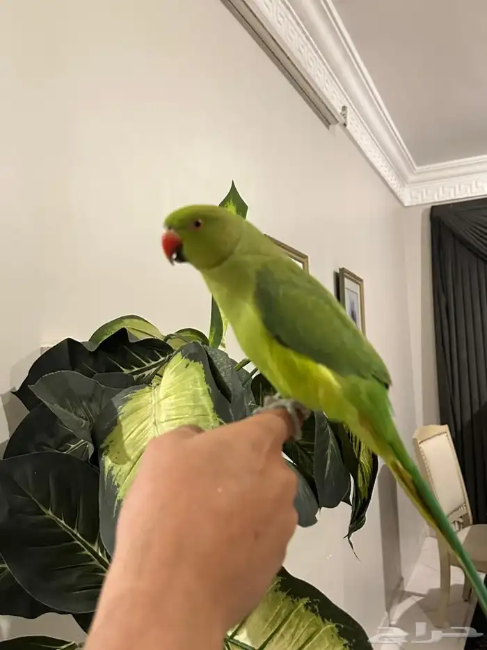 بغبغاء دره اليف مع الكبير والصغير 1