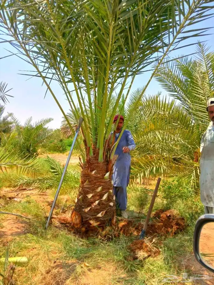 نخل مثمر نقايل جثايث نخل واشنطني اخلاص سكري برحي صقعي مجدول 0