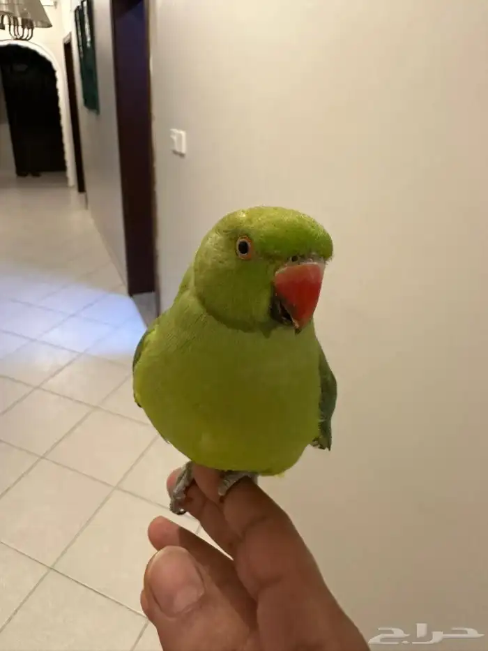 بغبغاء دره اليف مع الكبير والصغير 0