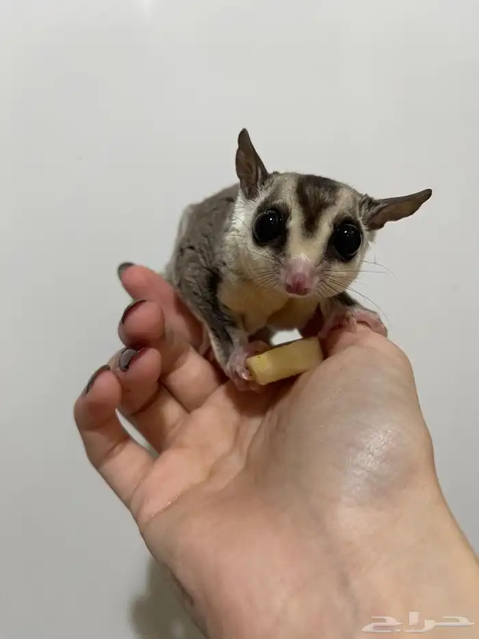 سناجب شوقر قلايدر جوز 1