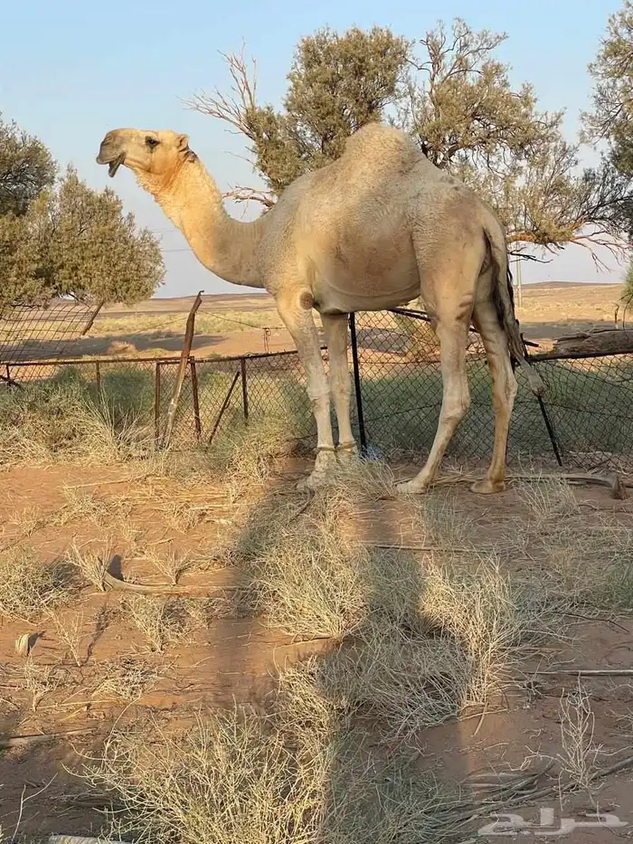 بعير رماني 4