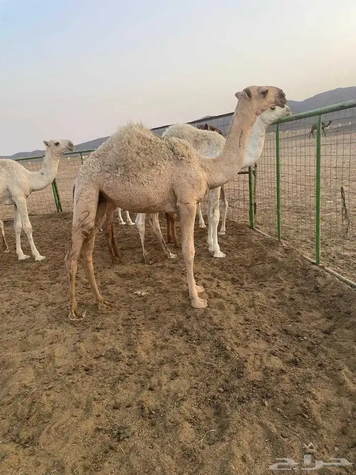 بعير رماني 2