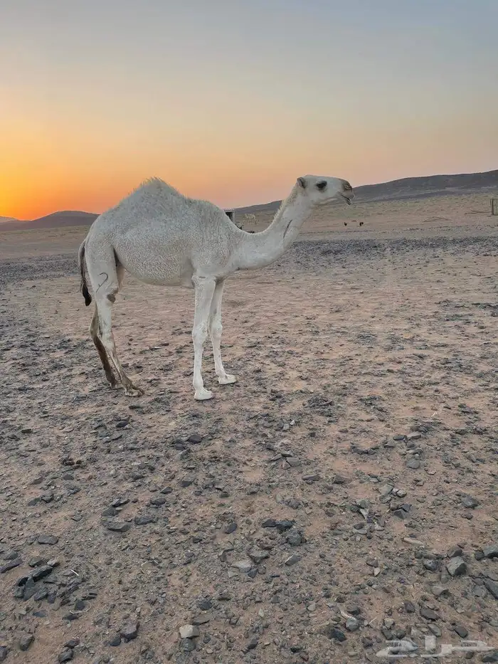 بعير رماني 1