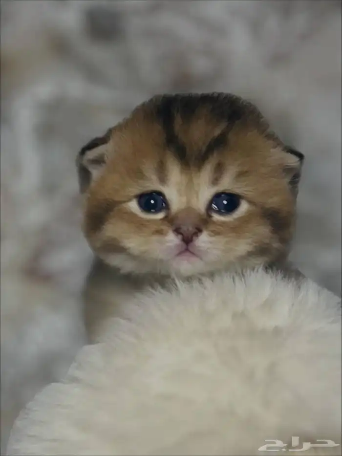 كيتن سكوتش فولد للبيع 0