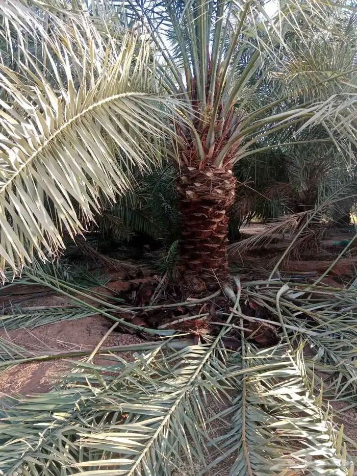 سلام عليكم ورحمة الله وبركاته نعمال في جميع انواع المقولات 1