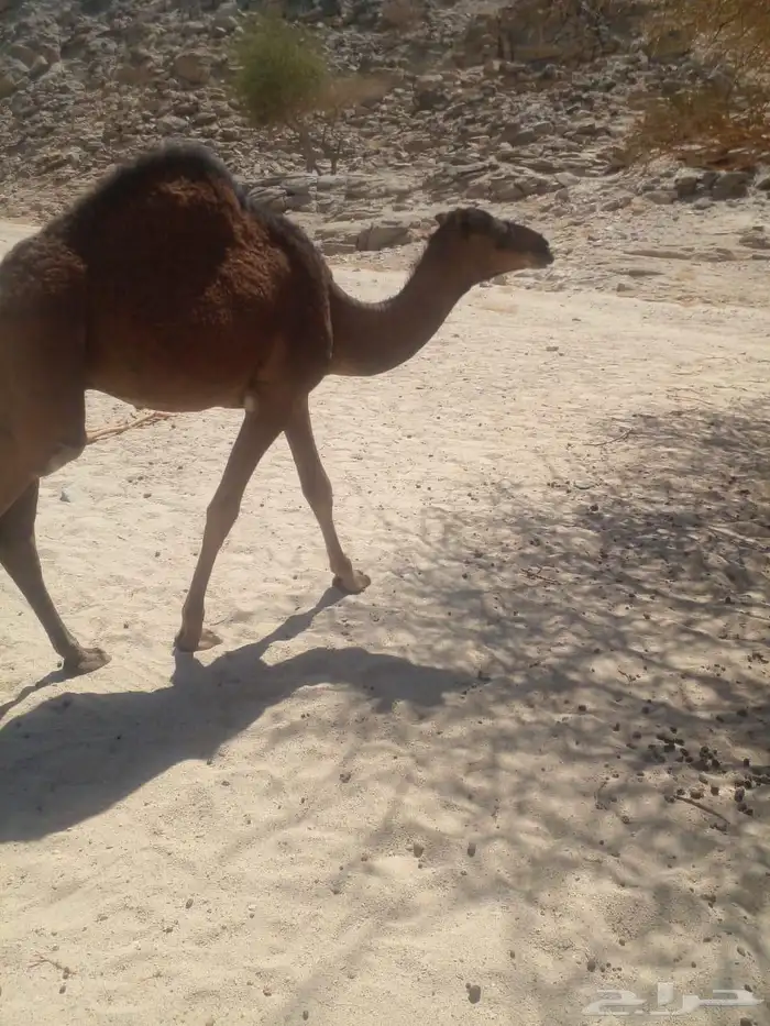 جمل احمر ساحلي 4