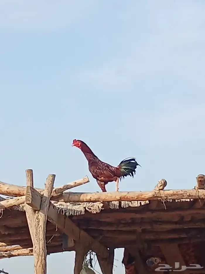 دجاج بكستاني 4