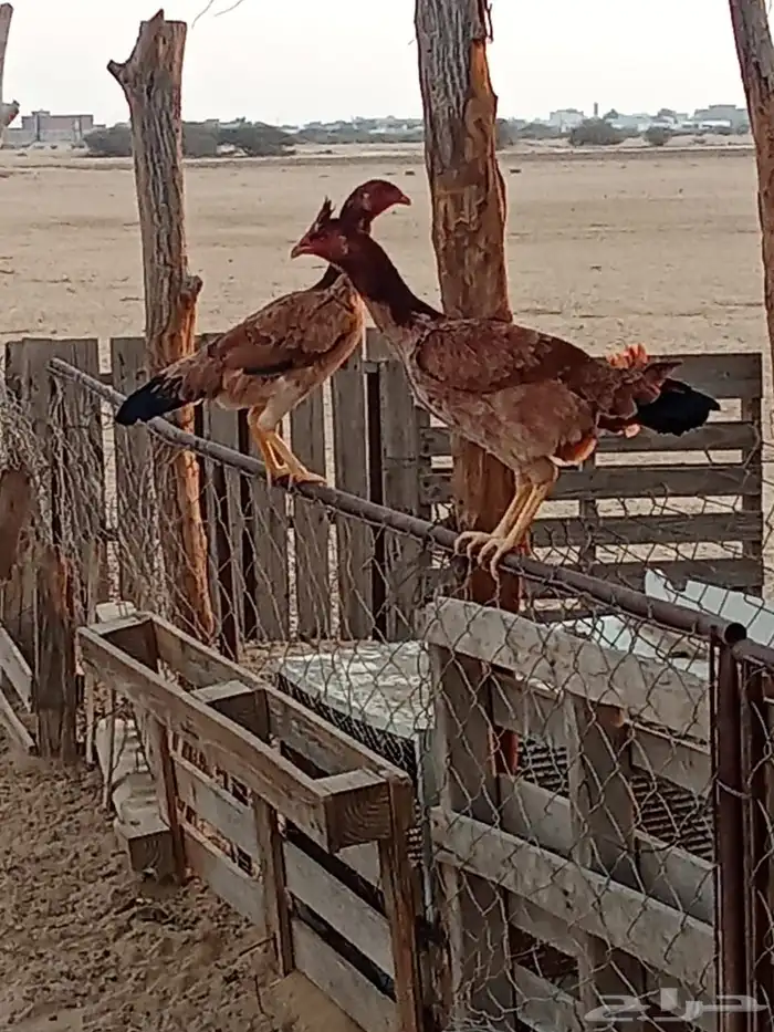 دجاج بكستاني 0