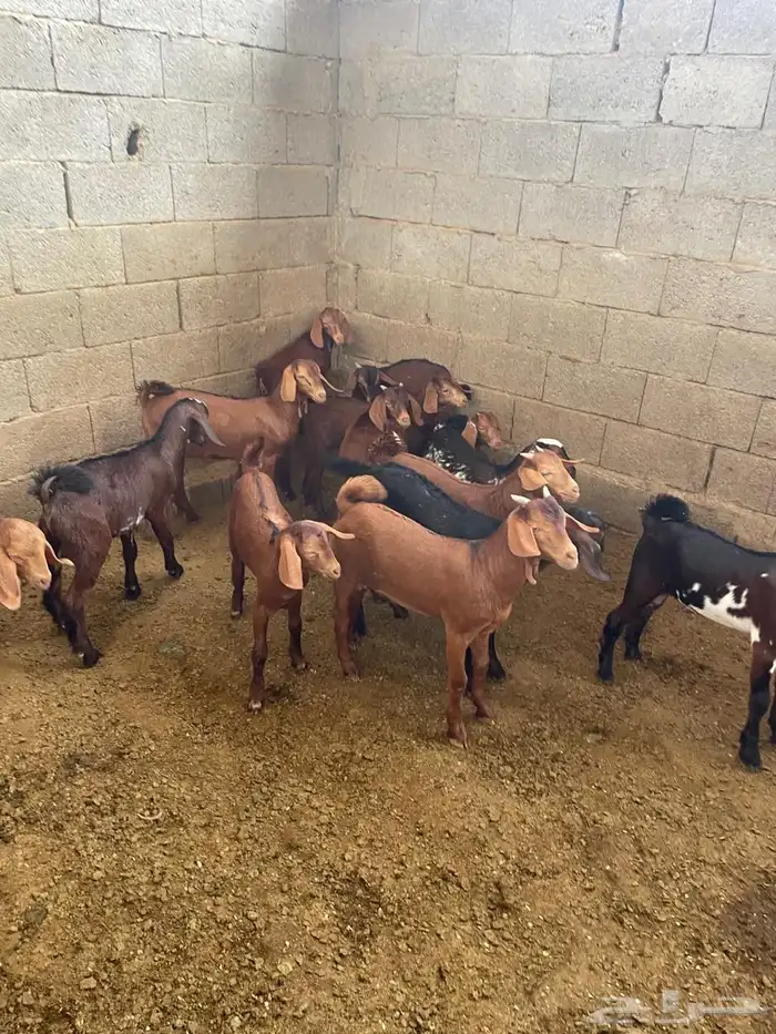 العرضية الجنوبية 1