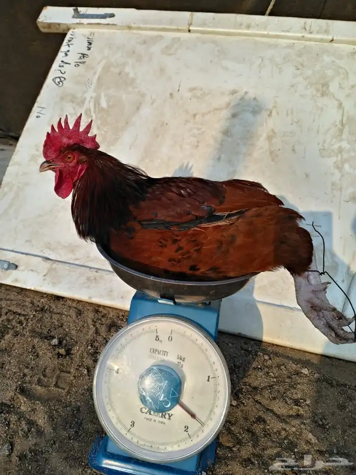 ديوك فرنسي احمر اعمار فوق 7 شهور فحول او للذبح 2