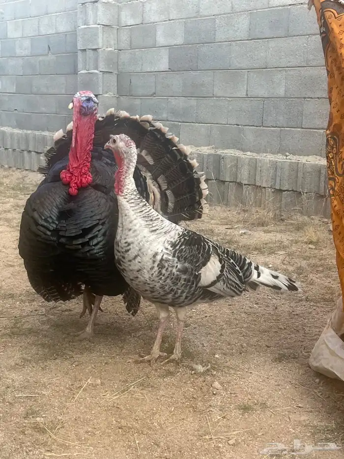 ديك رومي ملكي لون مميز ودجاجة فراشة رومي بياض شرط 0