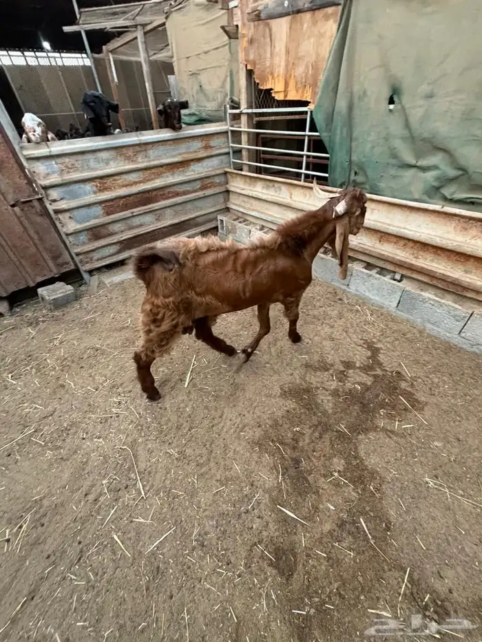 فحل حجازي ( هولندي ) ادهم جذع 6