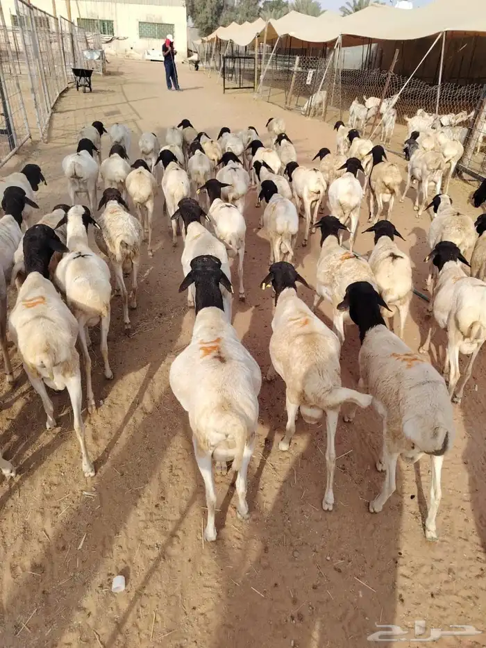 برابر وتيوس للجمله من الباحه 1