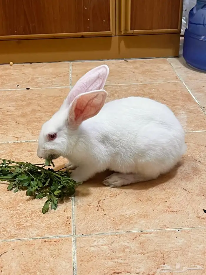 أرنب للبيع 0