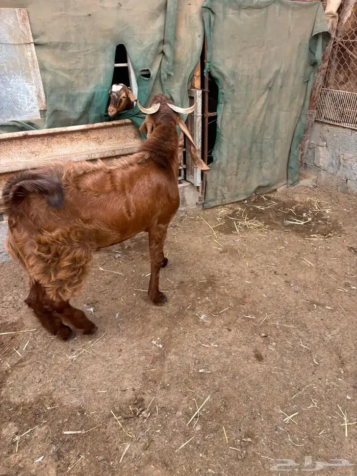 فحل حجازي ( هولندي ) ادهم جذع 7