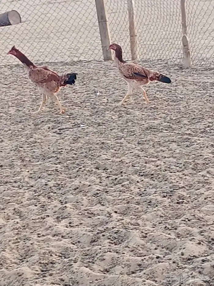 دجاج بكستاني 1