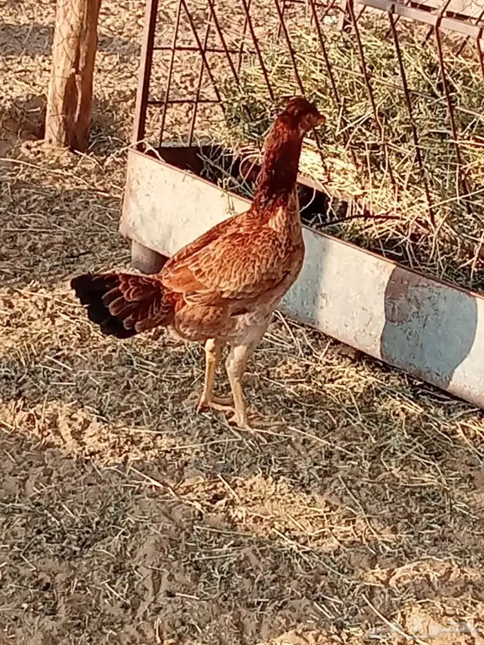 دجاج بكستاني 6