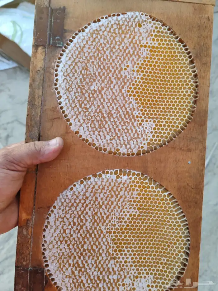 عسل سدر صافى وشمع مشروط 3