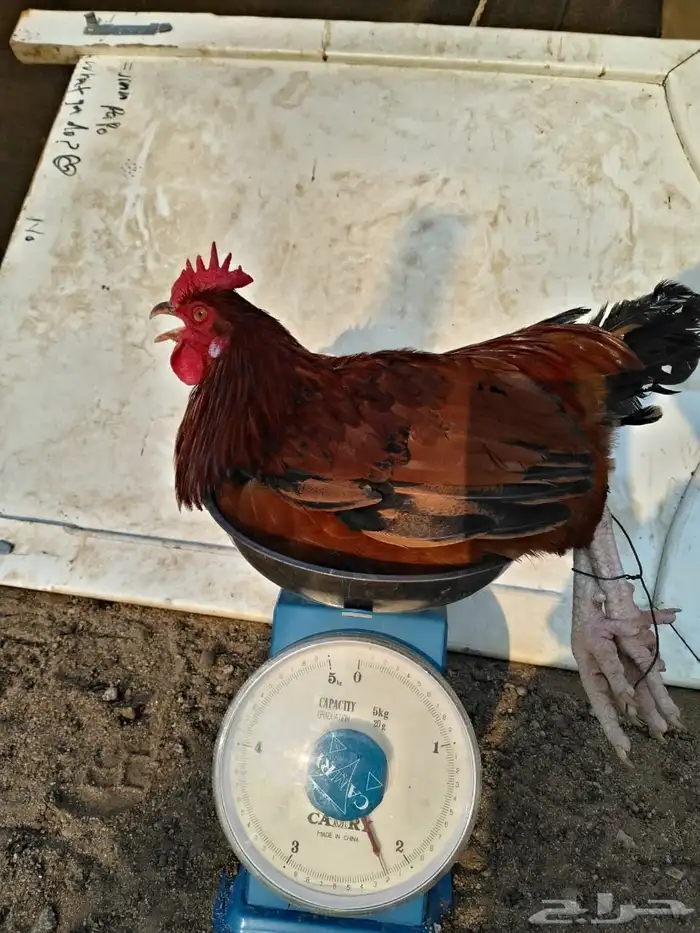 ديوك فرنسي احمر اعمار فوق 7 شهور فحول او للذبح 0