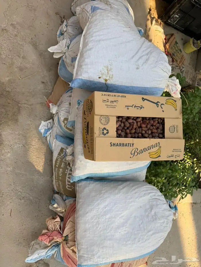 للبيع تمر علاف مواشي الابل غنم 1