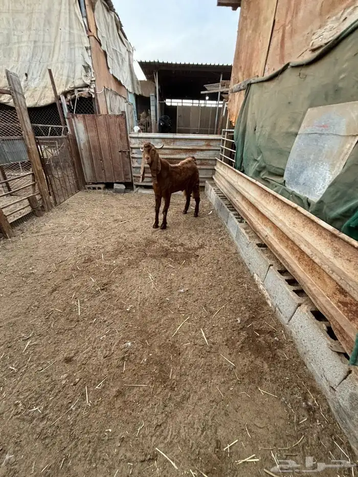 فحل حجازي ( هولندي ) ادهم جذع 0