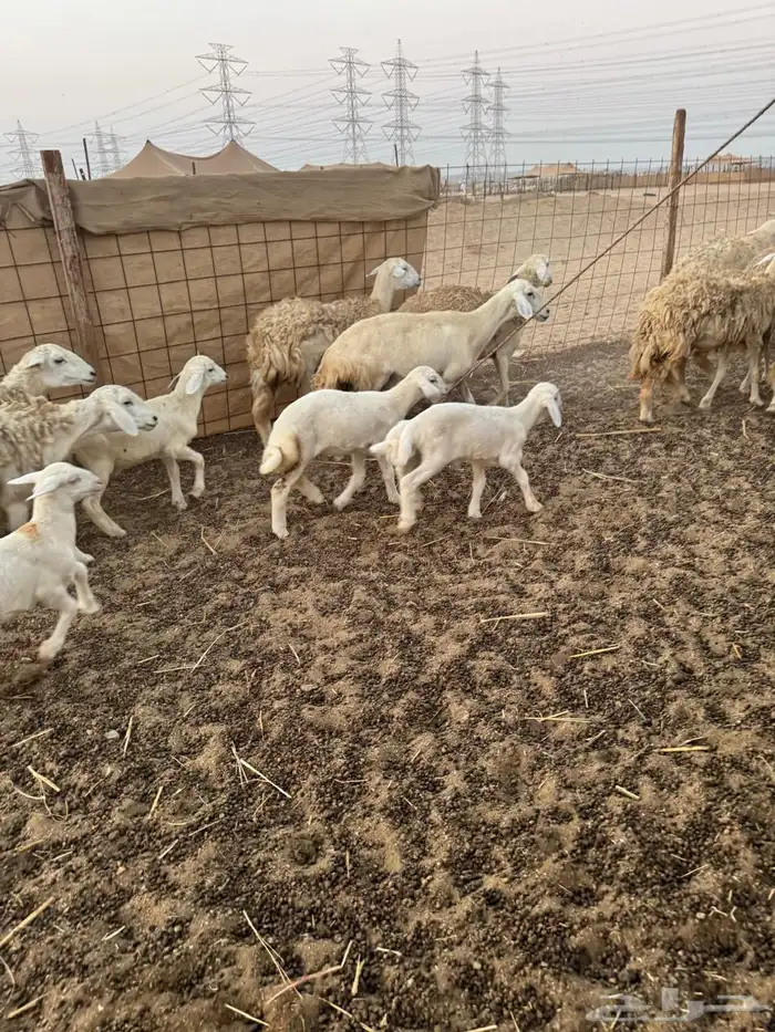 خلفات رخال 0