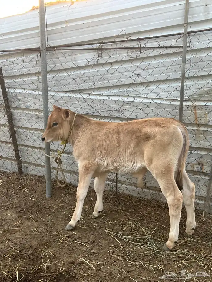 عدد 2بقر الماني 2حسلان 3