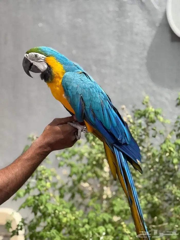 مكاو للبيع 0