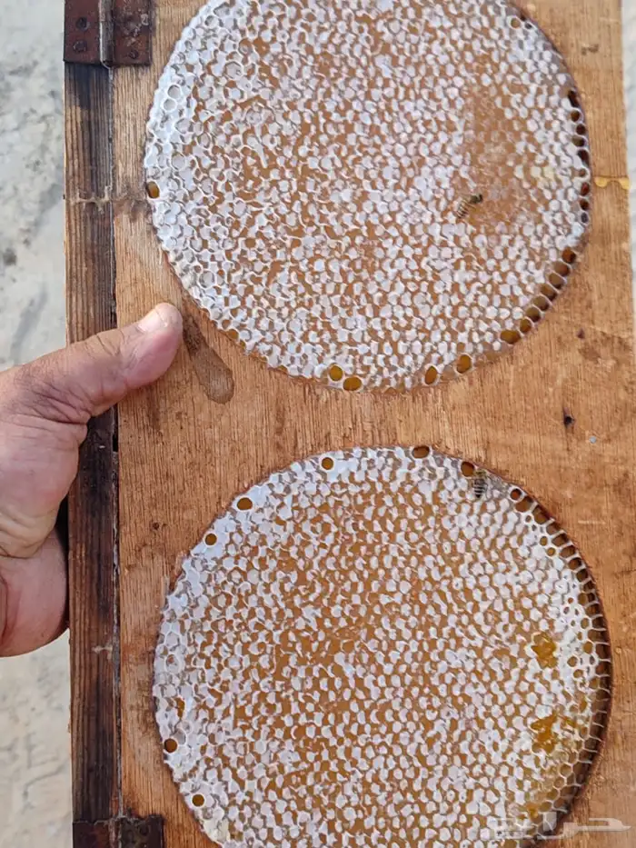 عسل سدر صافى وشمع مشروط 4