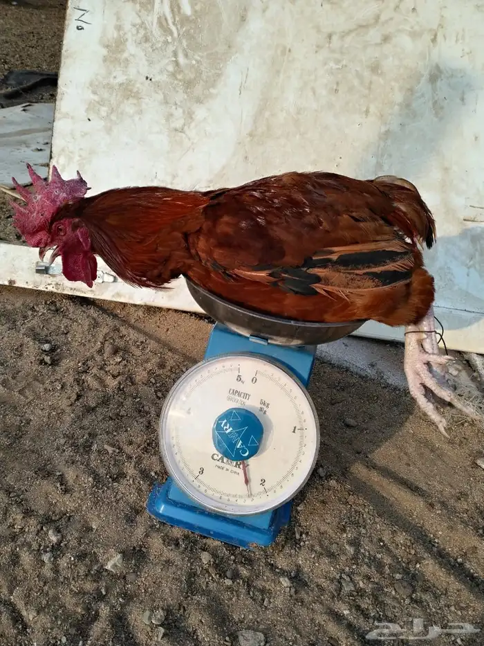 ديوك فرنسي احمر اعمار فوق 7 شهور فحول او للذبح 3