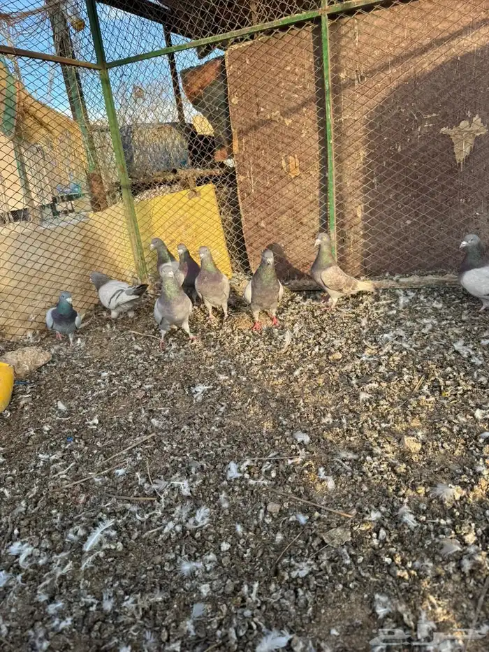 ذكور سلفر جامبوا 0