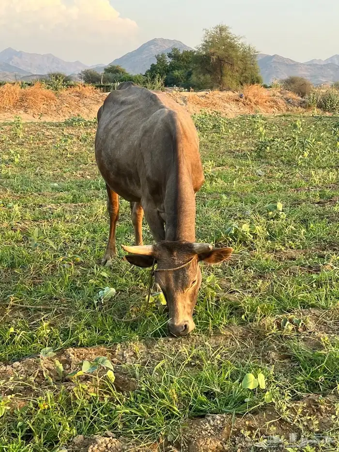 عدد 2بقر الماني 2حسلان 1