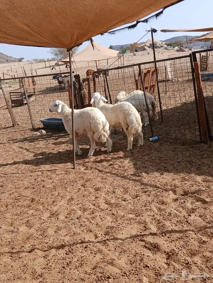 الشميسي طريق الخواجات 0