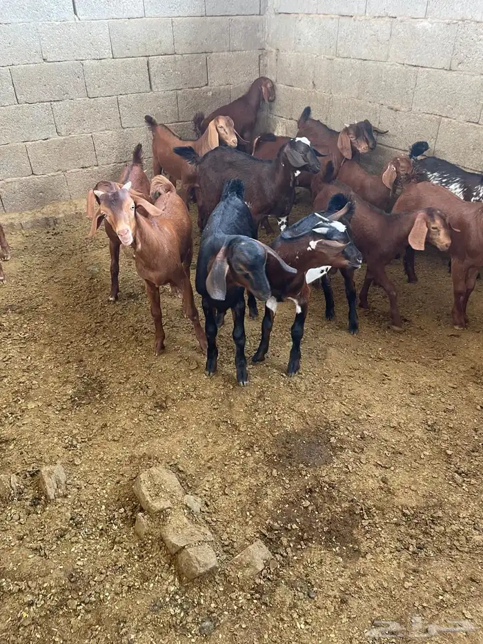 العرضية الجنوبية 0