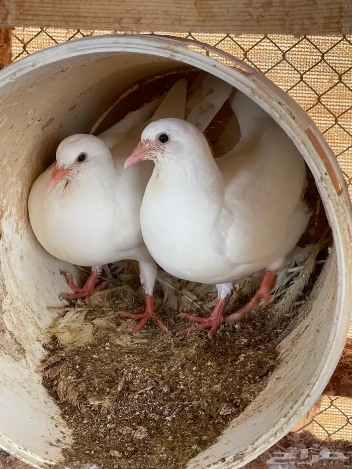 حمام فرنسي جامبو 1