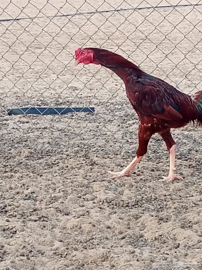 دجاج بكستاني 2