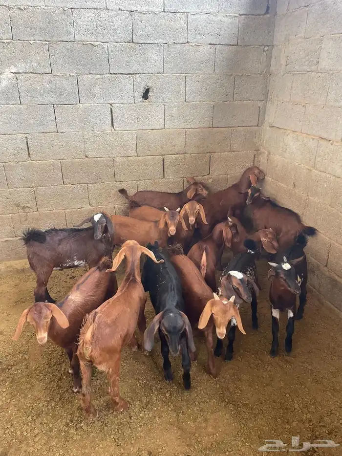 العرضية الجنوبية 2