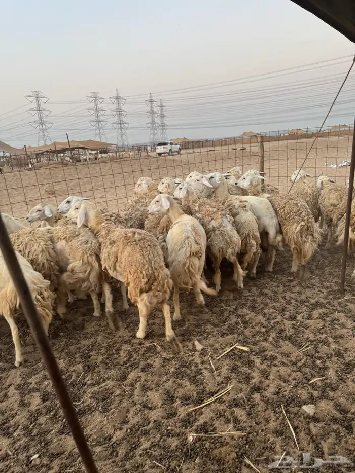 خلفات رخال 1