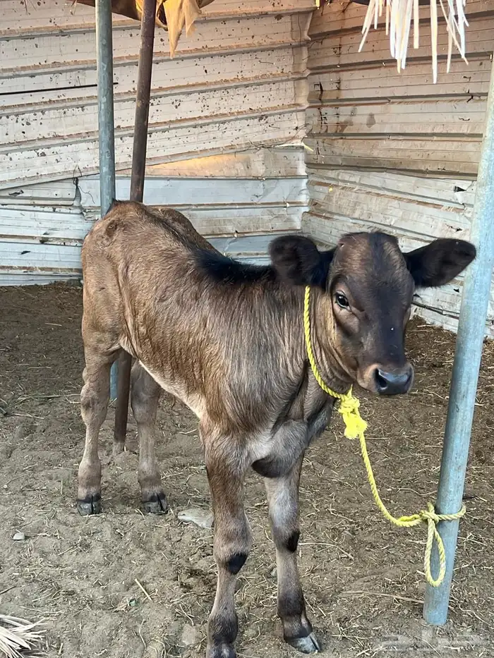 عدد 2بقر الماني 2حسلان 4