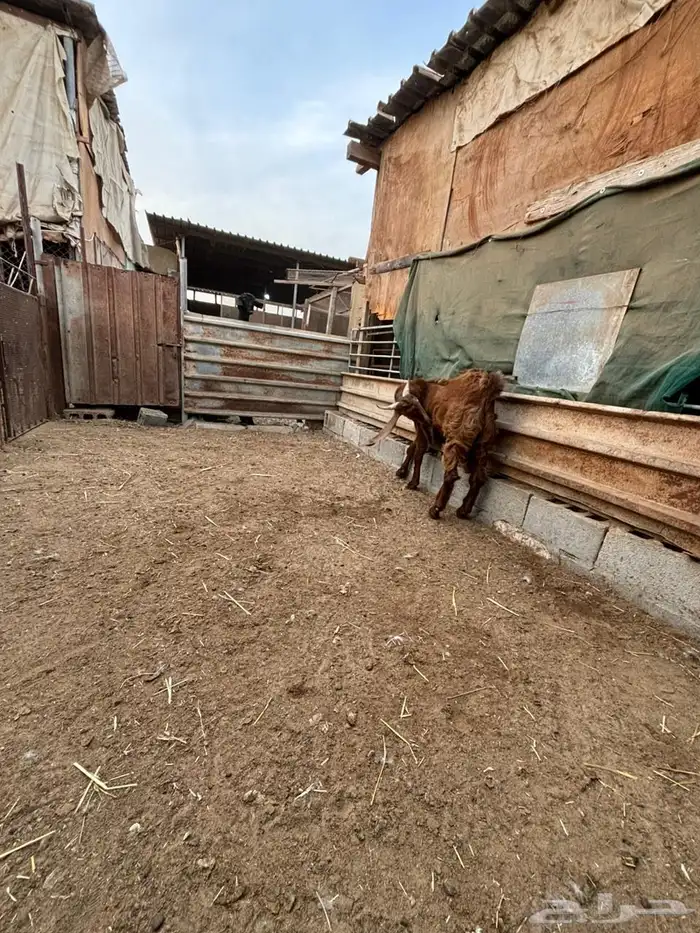 فحل حجازي ( هولندي ) ادهم جذع 5