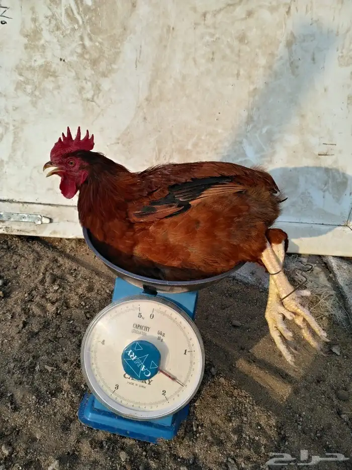 ديوك فرنسي احمر اعمار فوق 7 شهور فحول او للذبح 1