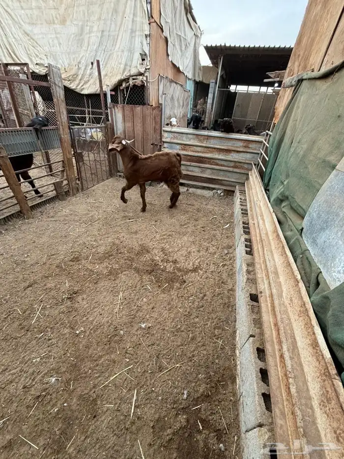 فحل حجازي ( هولندي ) ادهم جذع 1