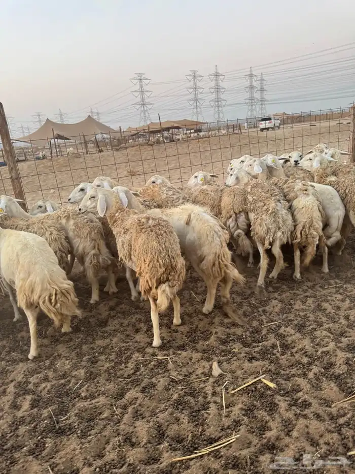 خلفات رخال 2