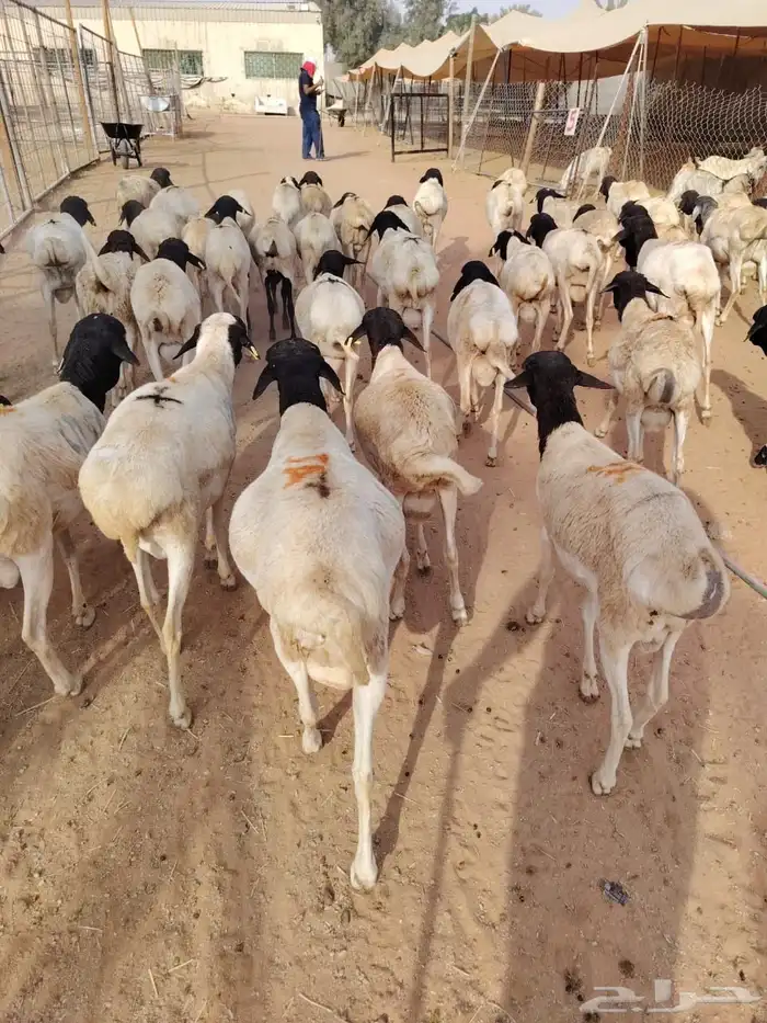 برابر وتيوس للجمله من الباحه 0