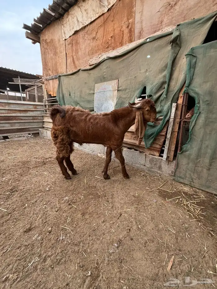 فحل حجازي ( هولندي ) ادهم جذع 2