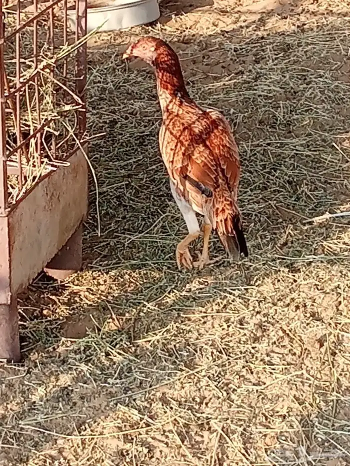 دجاج بكستاني 5