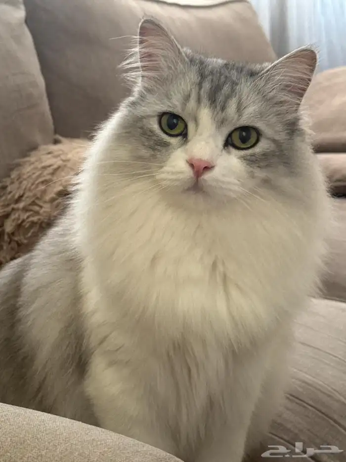 قطة مفقودة بجبرة بالطايف من يجدها له مكافأة 3