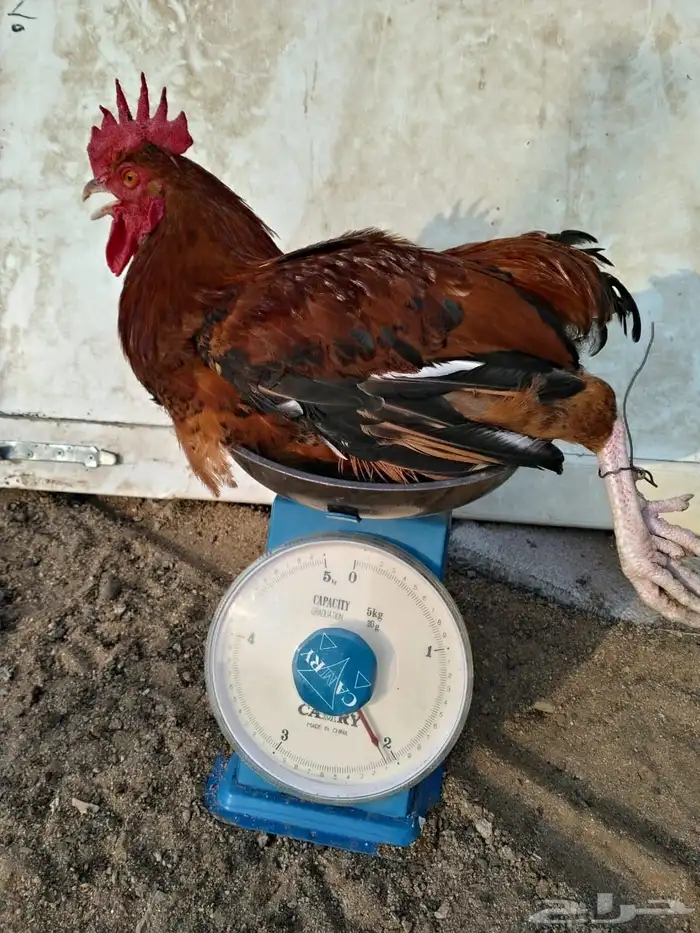 ديوك فرنسي احمر اعمار فوق 7 شهور فحول او للذبح 4