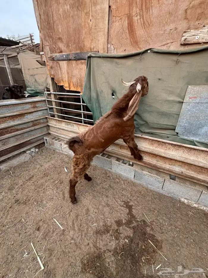 فحل حجازي ( هولندي ) ادهم جذع 4